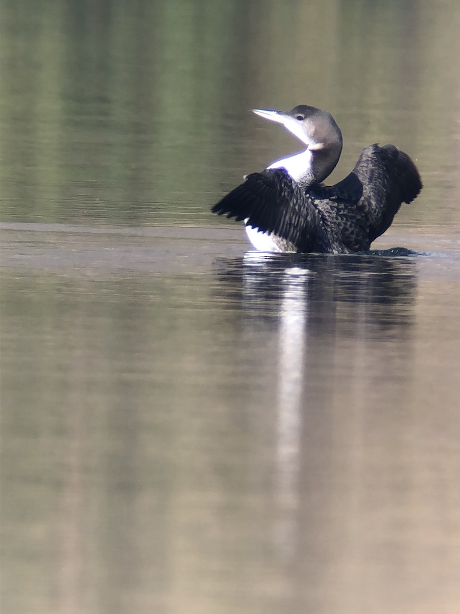 Common Loon - ML642539196