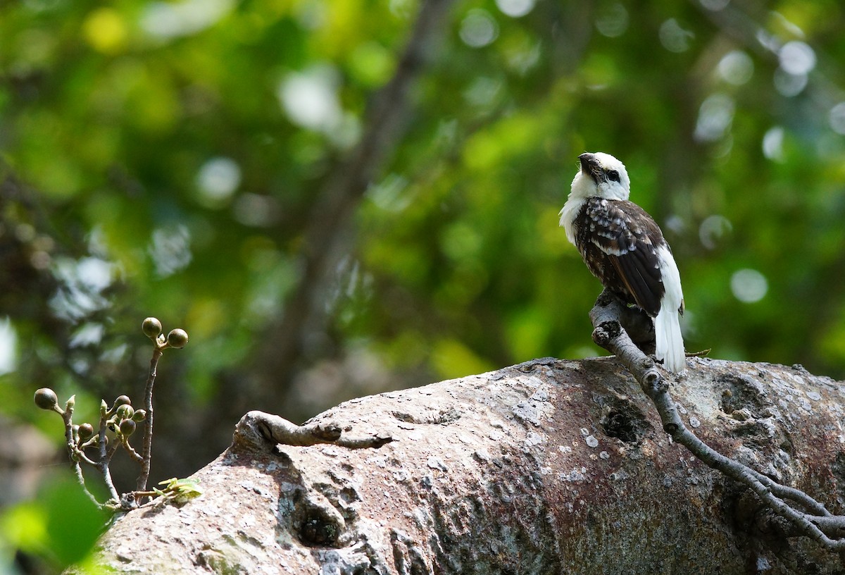White-headed Barbet - ML642539213