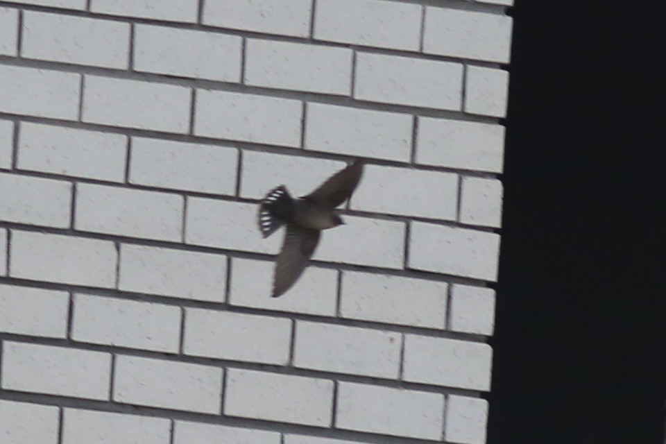 Southern Crag-Martin - ML642539228