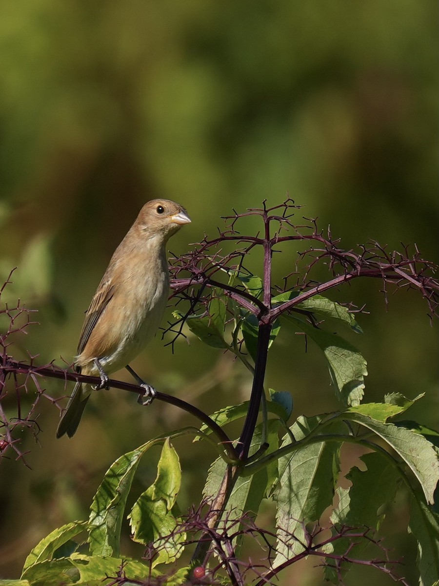 Indigo Bunting - ML642539244