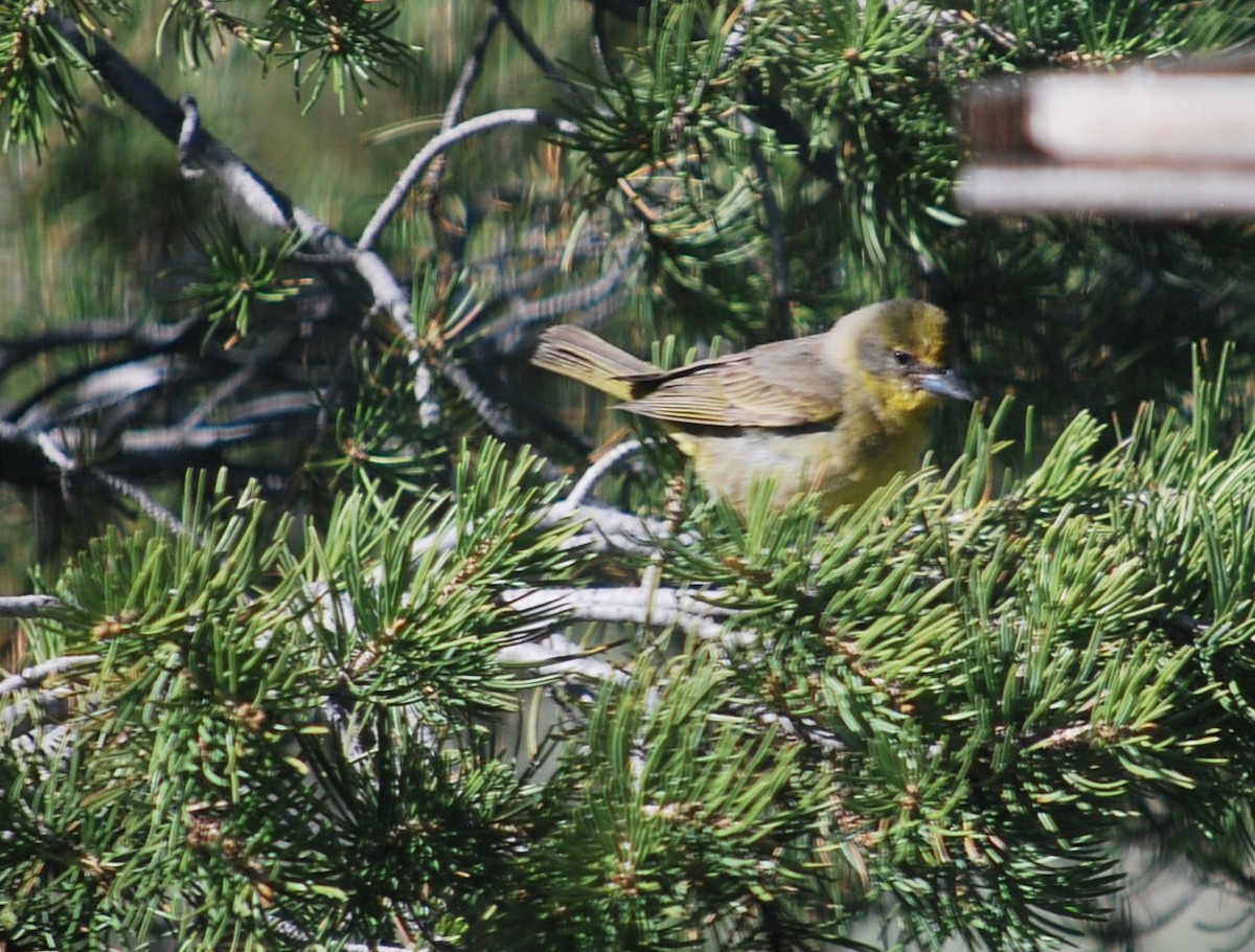 Hepatic Tanager - ML642539265