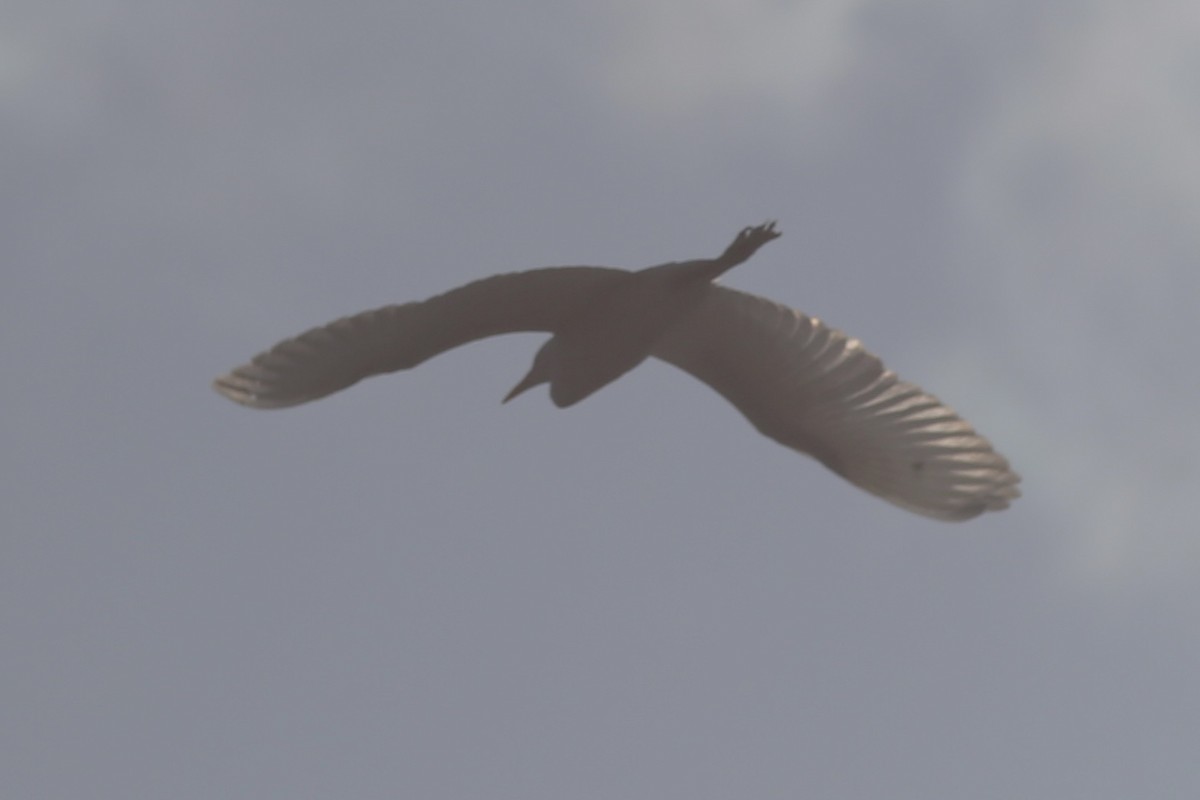 Yellow-billed Egret - ML642539268