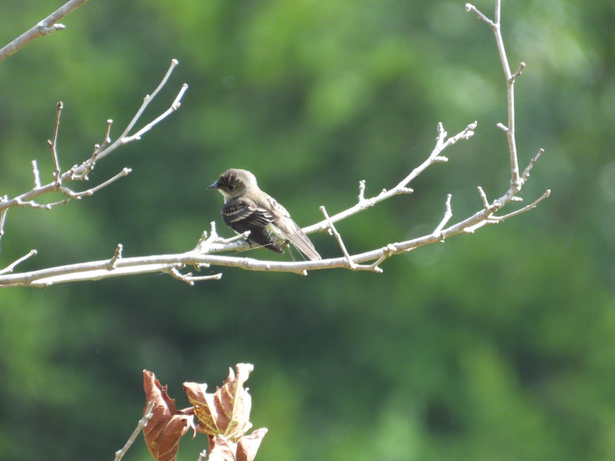 new world flycatcher sp. - ML642539292