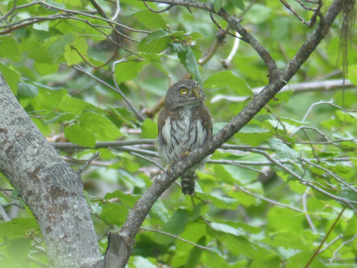 Northern Pygmy-Owl - ML642539314