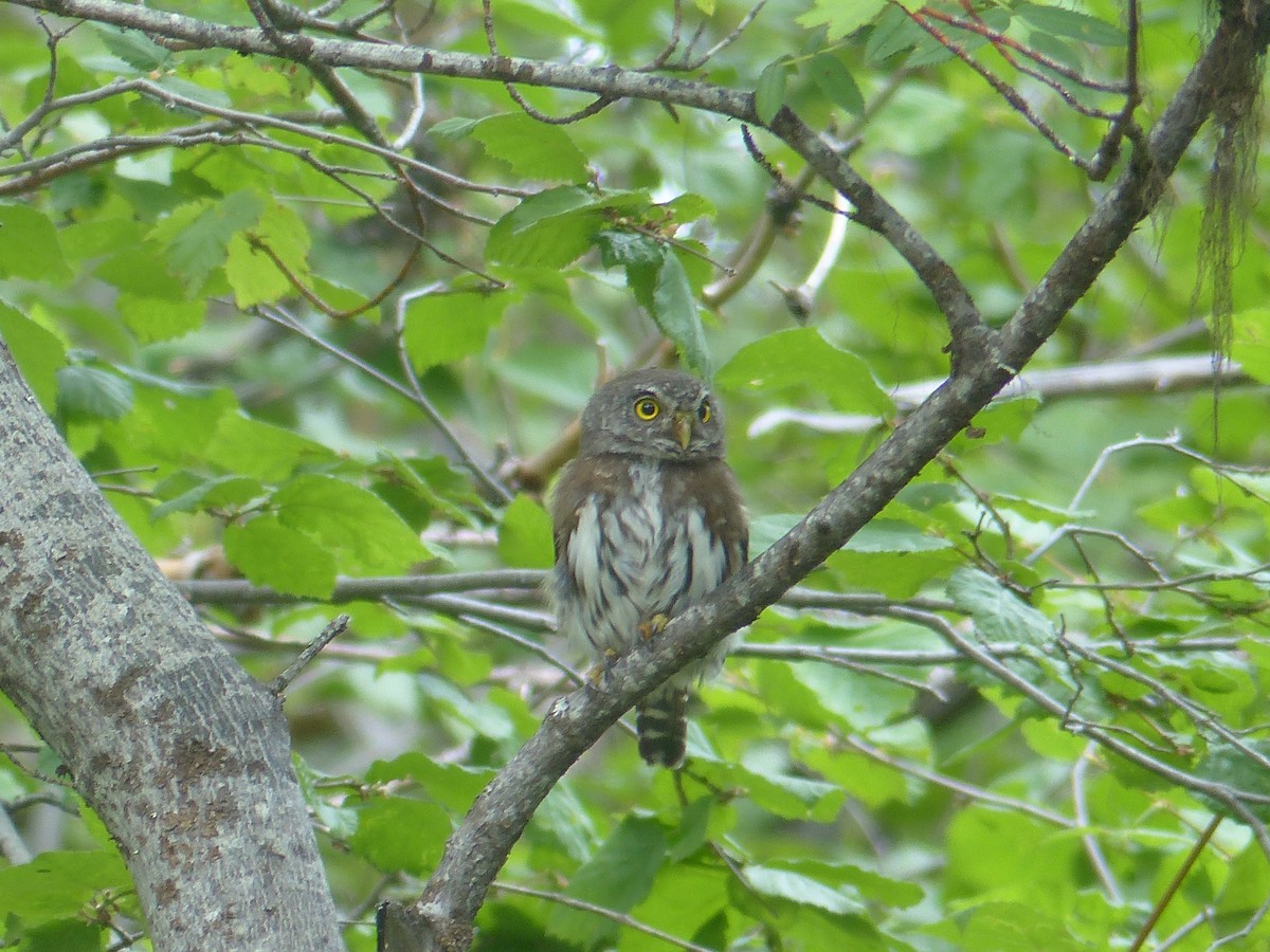 Northern Pygmy-Owl - ML642539324