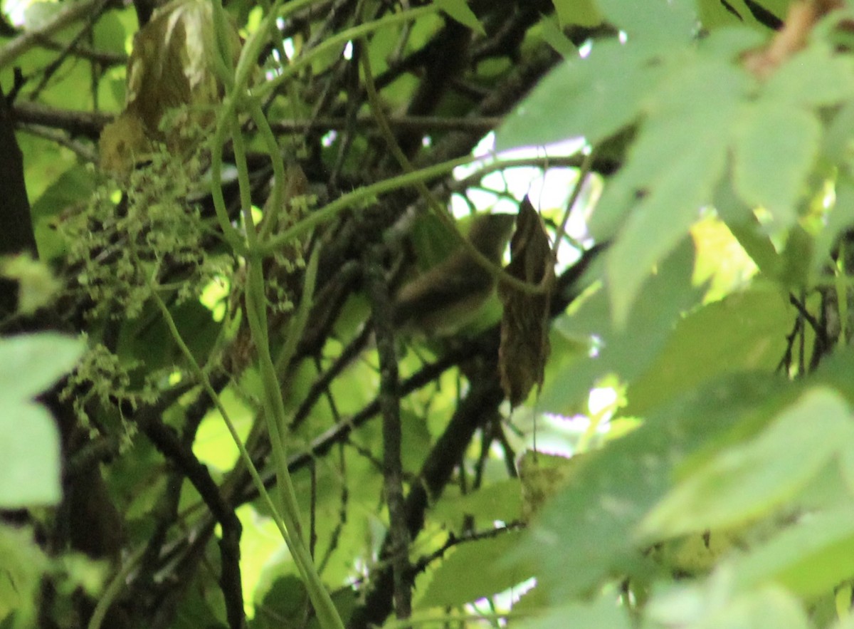 passerine sp. - ML642539339