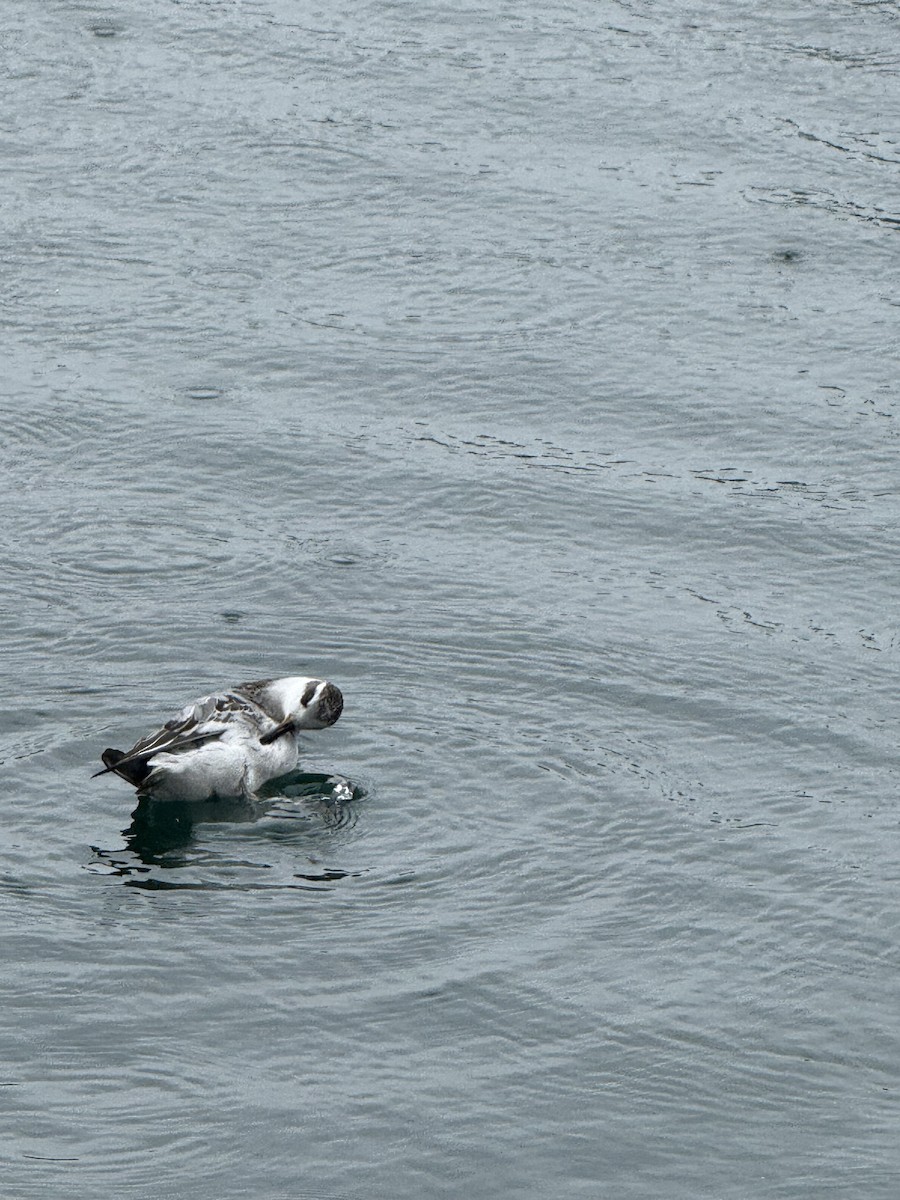 Red Phalarope - ML642539374