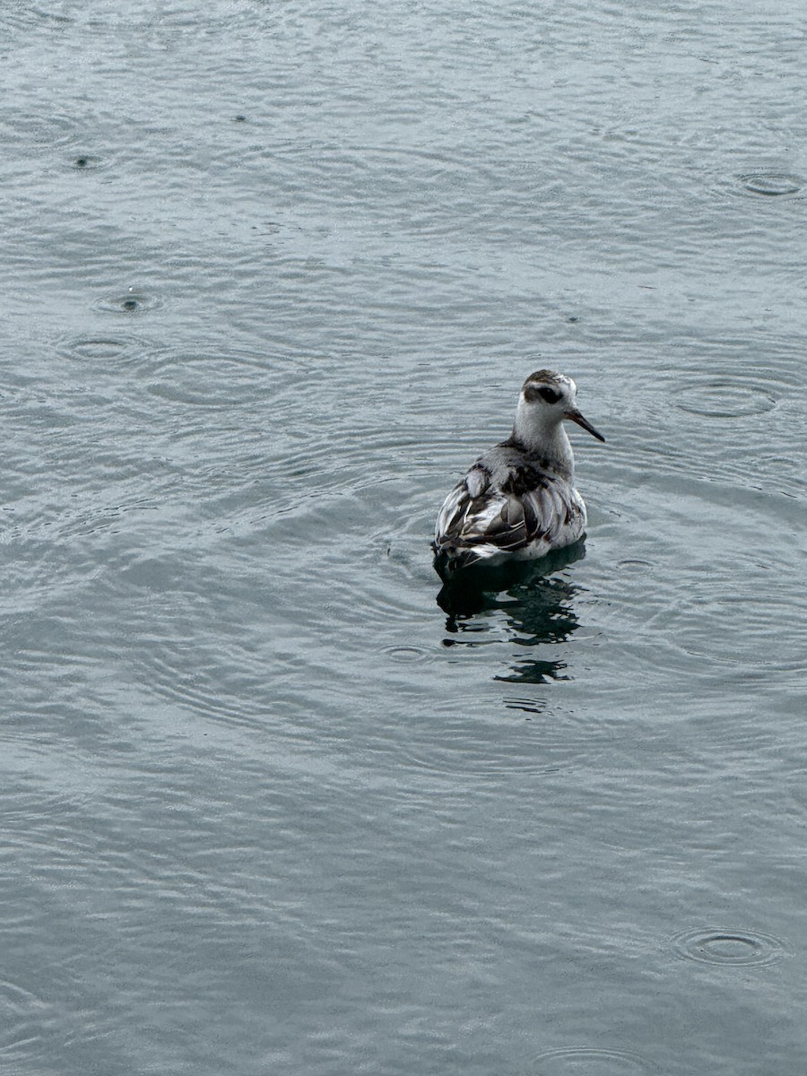 Red Phalarope - ML642539375