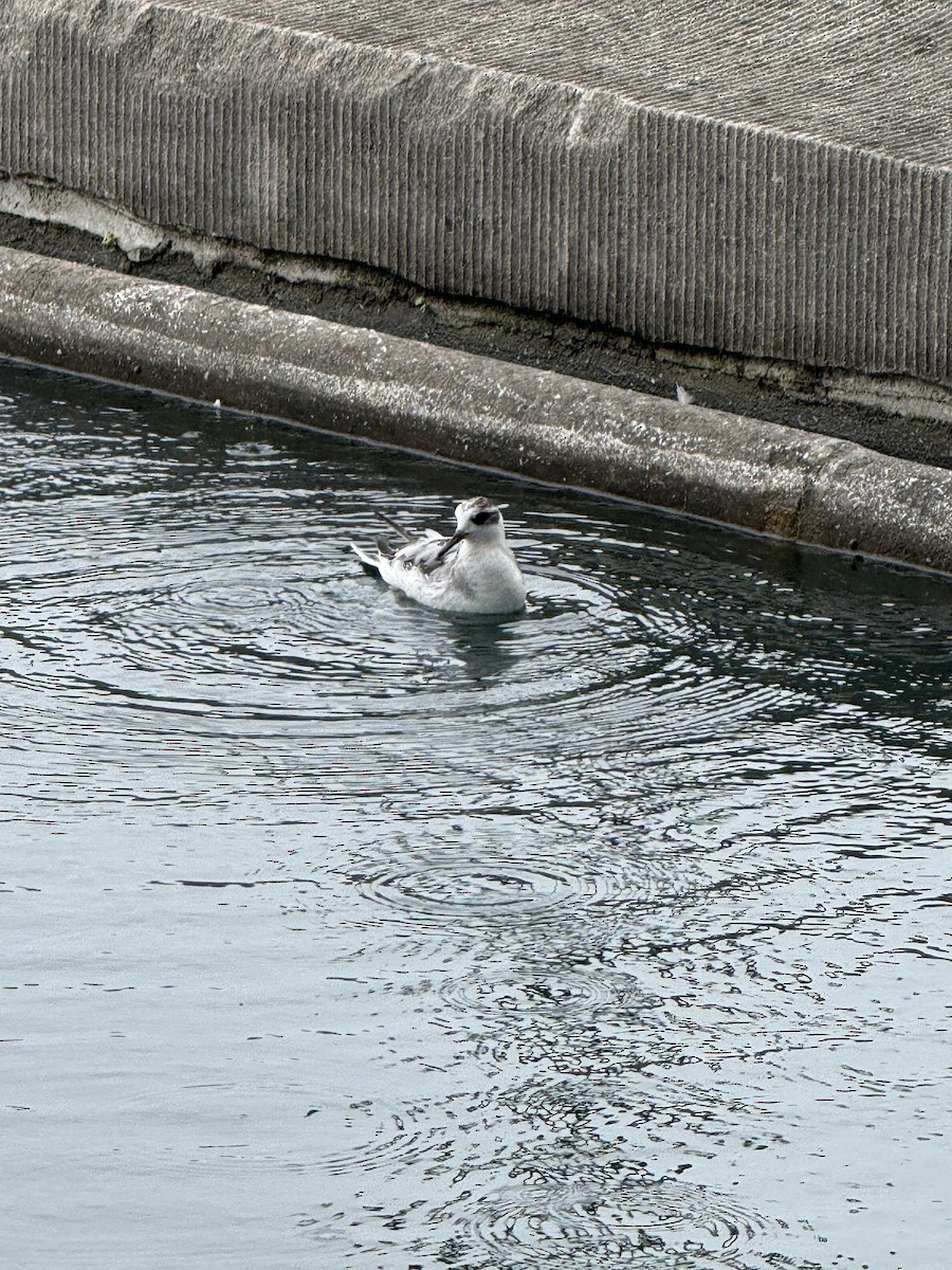 Red Phalarope - ML642539376