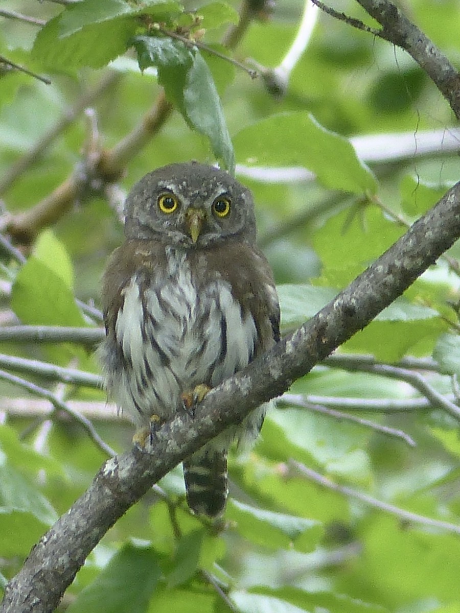Northern Pygmy-Owl - ML642539397