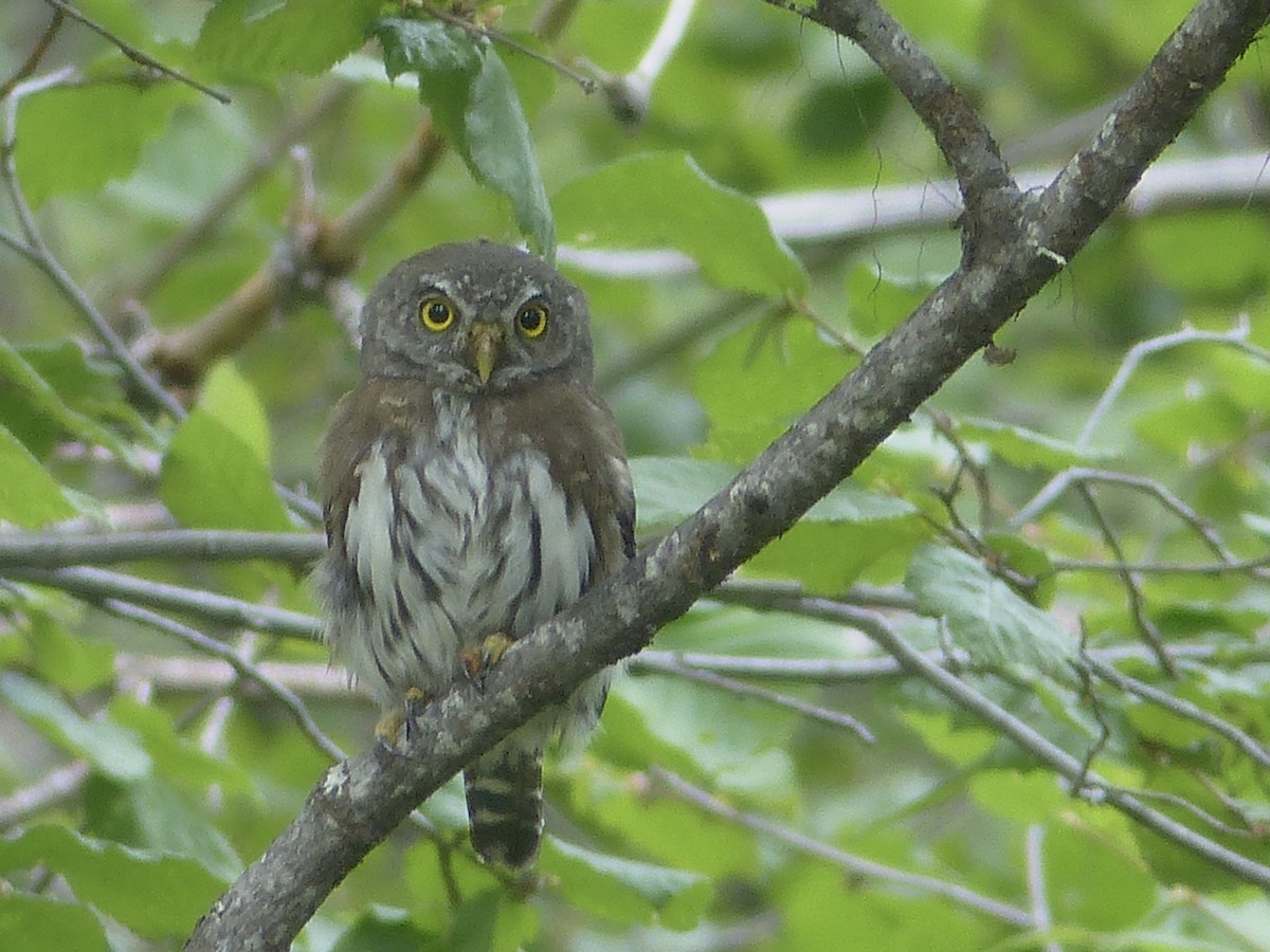 Northern Pygmy-Owl - ML642539415
