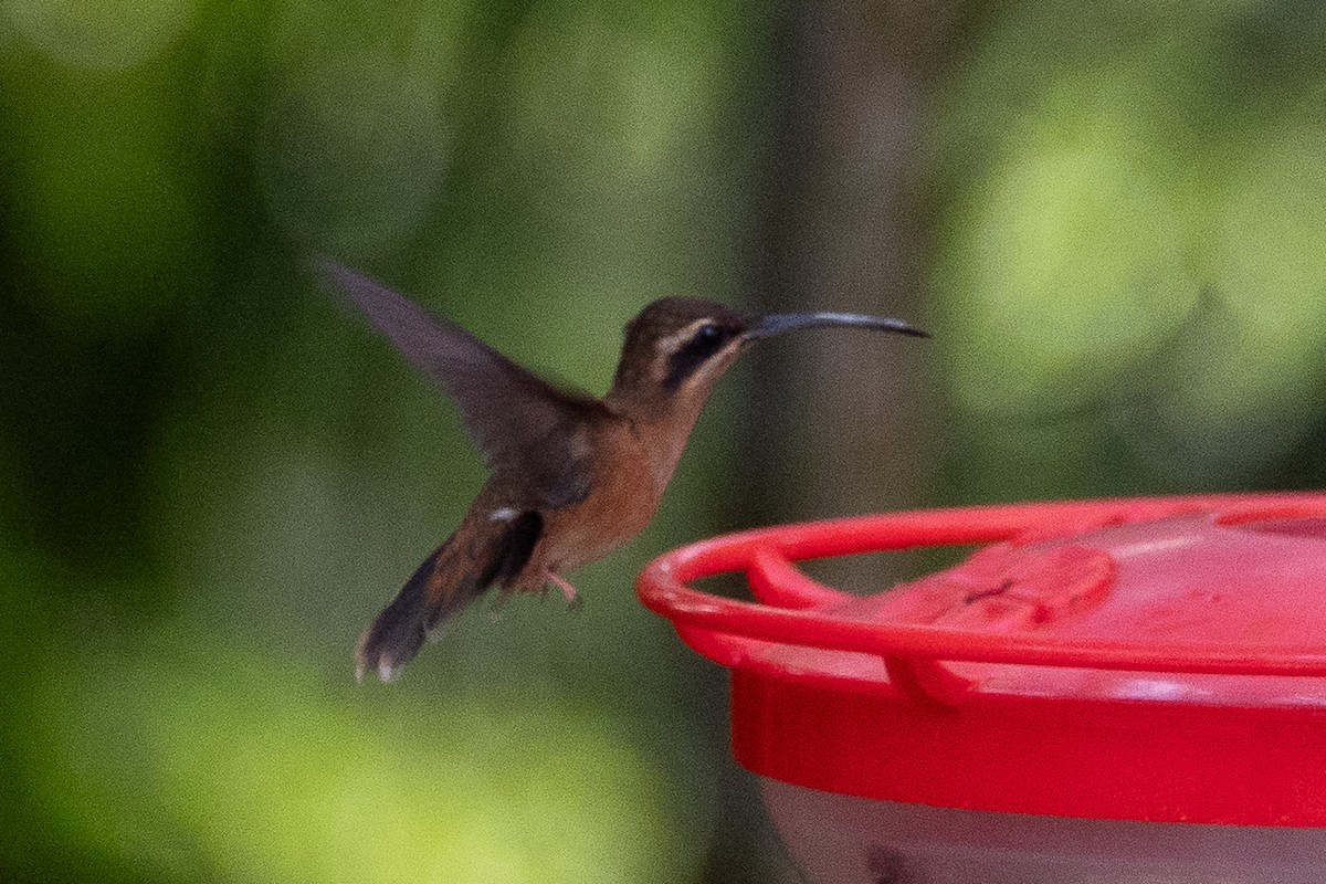 Stripe-throated Hermit - ML642539421
