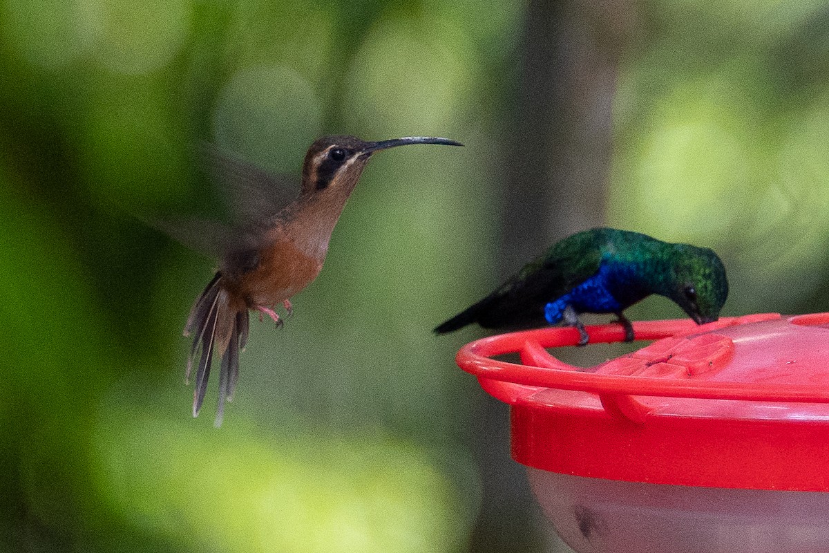 Stripe-throated Hermit - ML642539422
