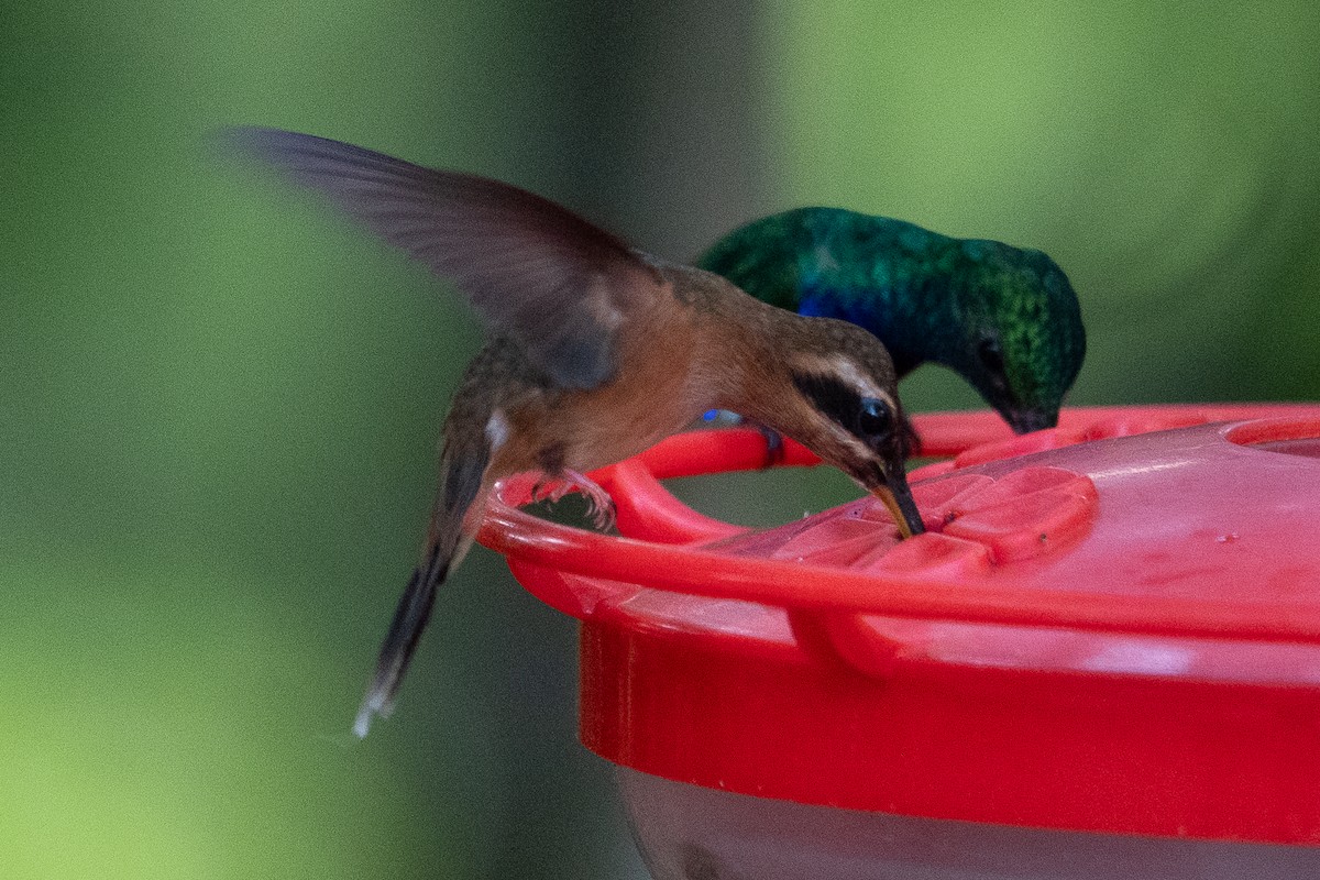 Stripe-throated Hermit - ML642539426