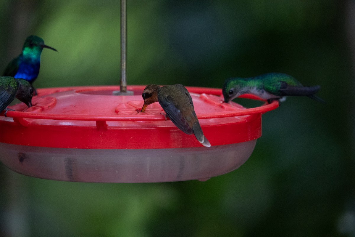 Stripe-throated Hermit - ML642539433