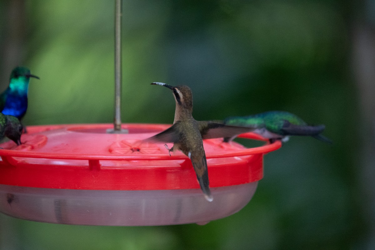 Stripe-throated Hermit - ML642539434