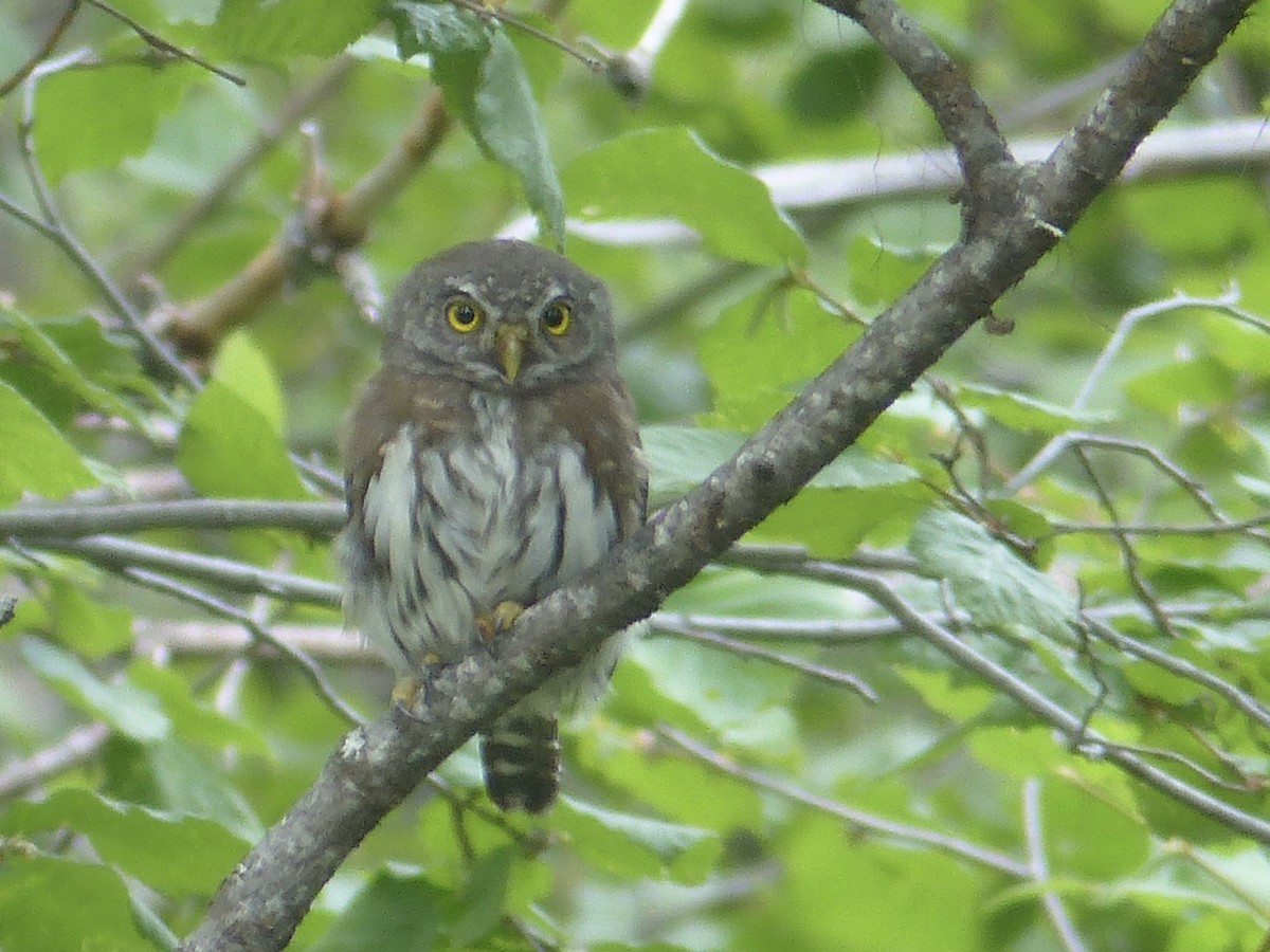 Northern Pygmy-Owl - ML642539437