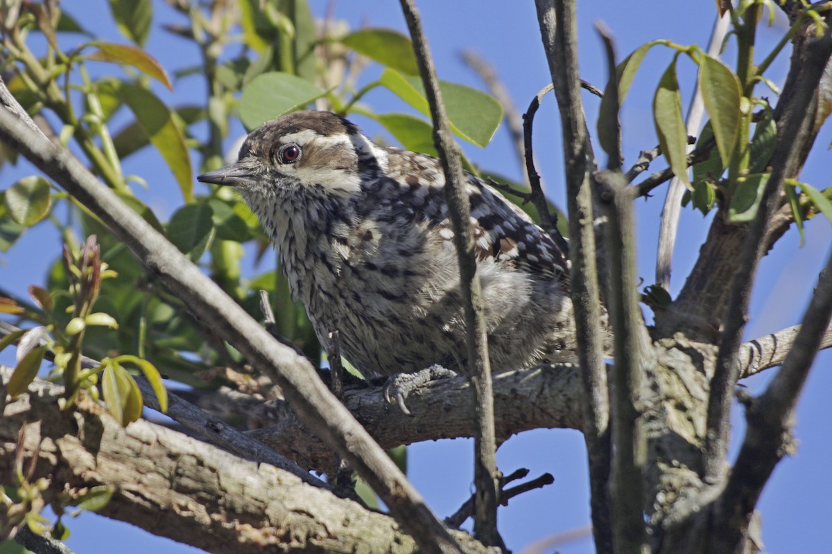Checkered Woodpecker - ML642539445