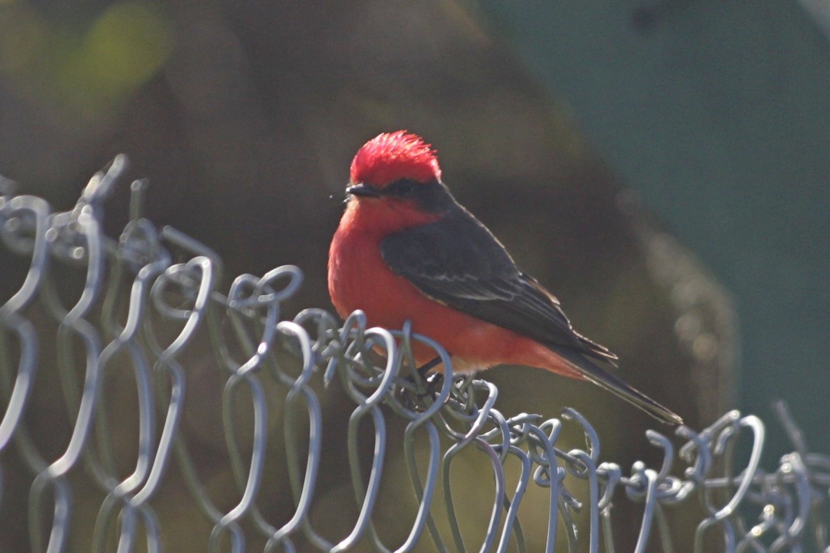 Vermilion Flycatcher - ML642539478