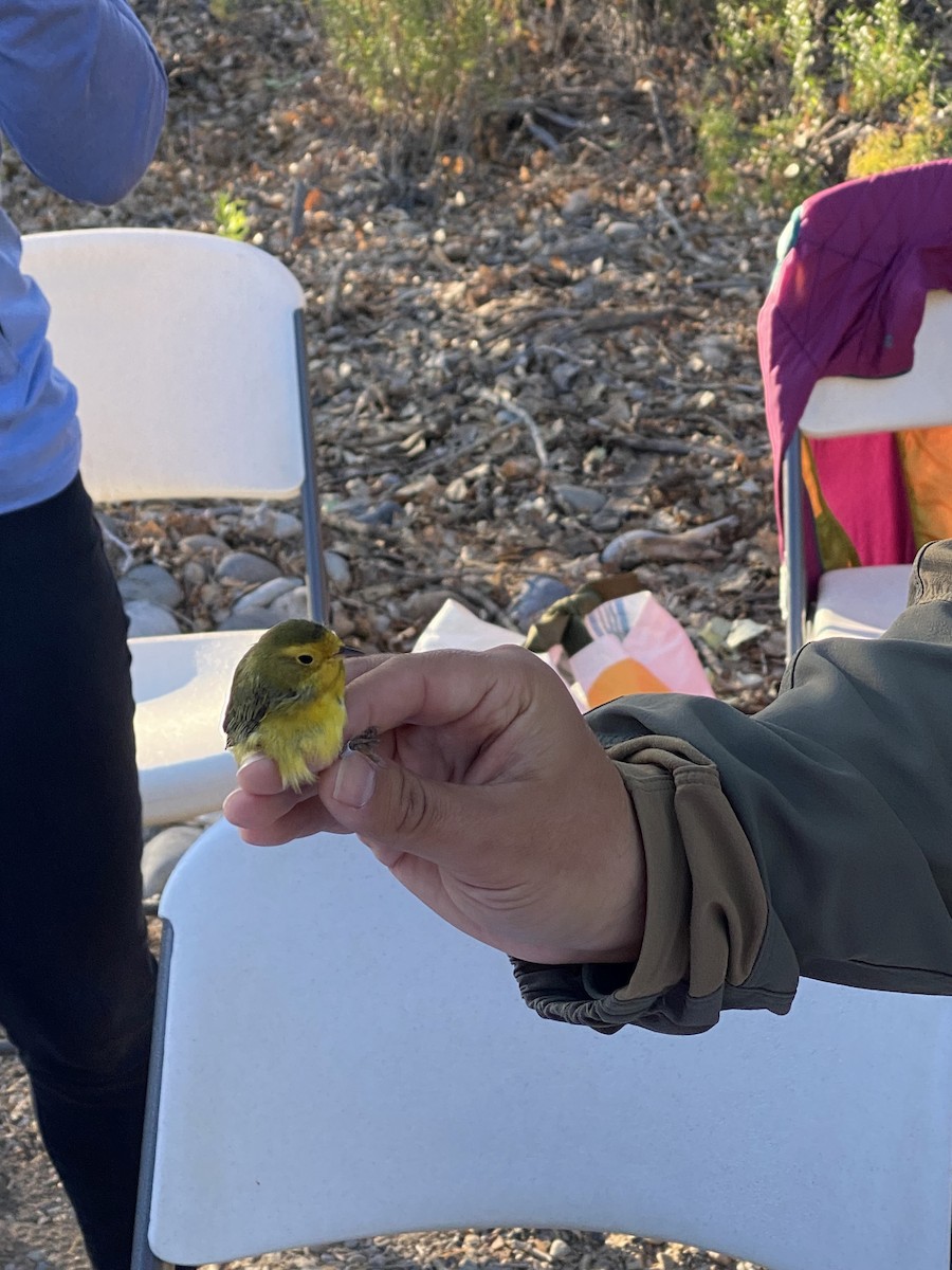 Wilson's Warbler - ML642539528