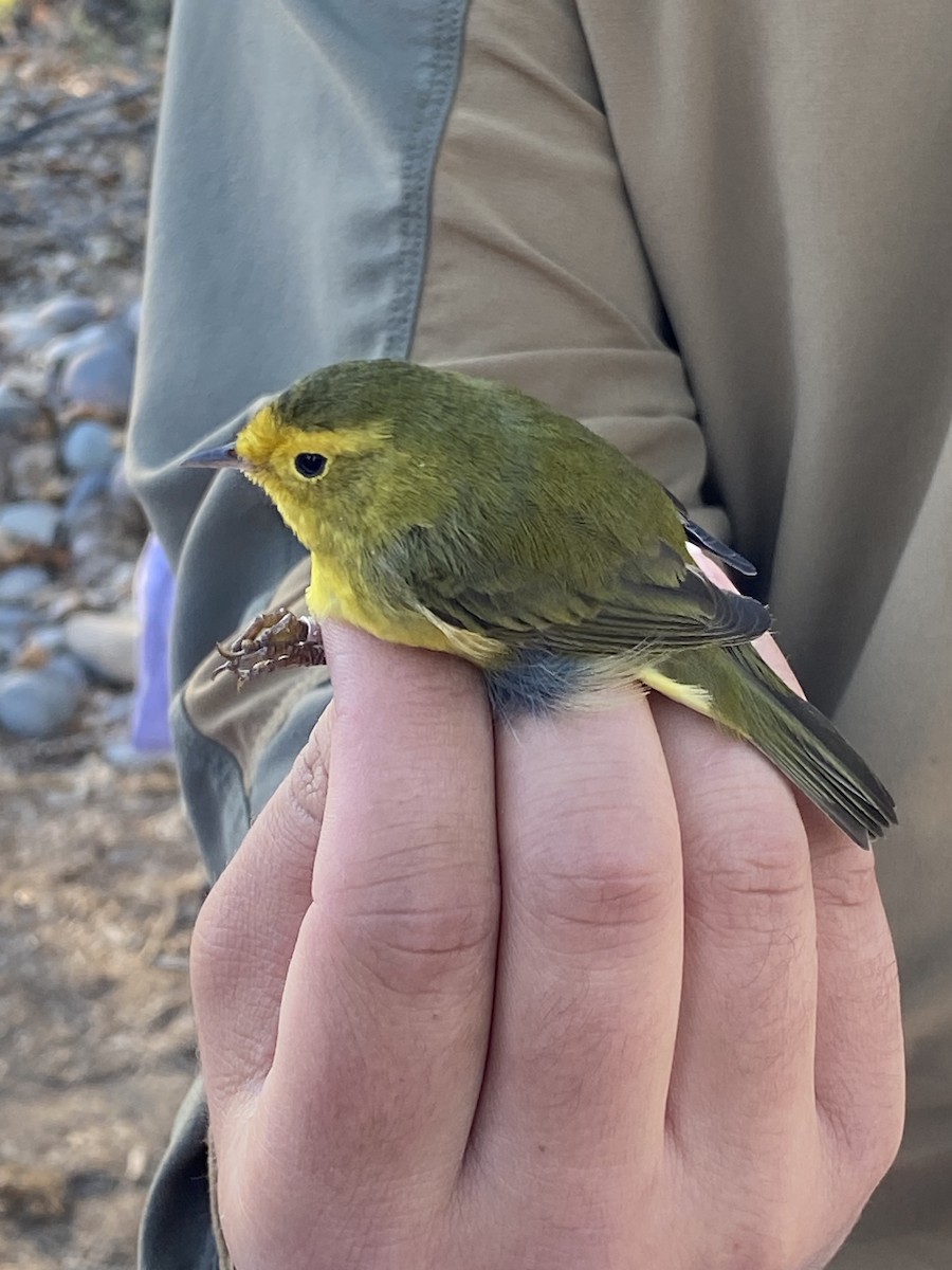 Wilson's Warbler - ML642539529