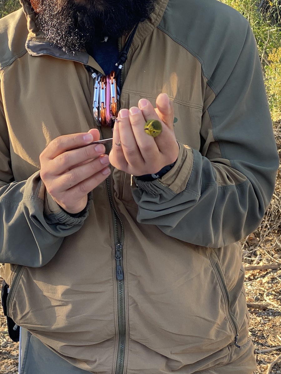 Wilson's Warbler - ML642539530