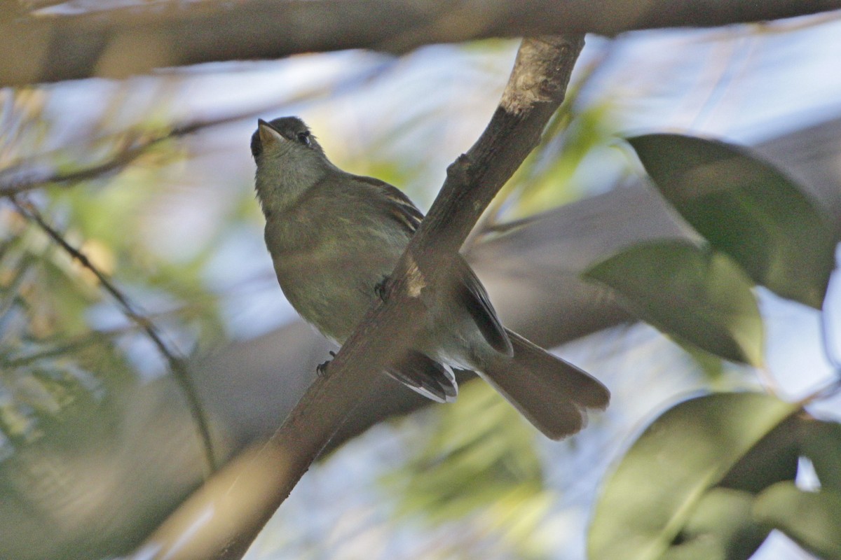 Euler's Flycatcher - ML642539535