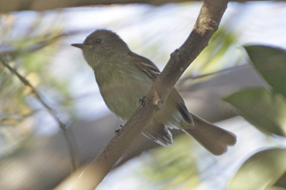Euler's Flycatcher - ML642539536