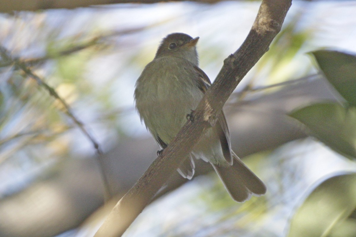 Euler's Flycatcher - ML642539537