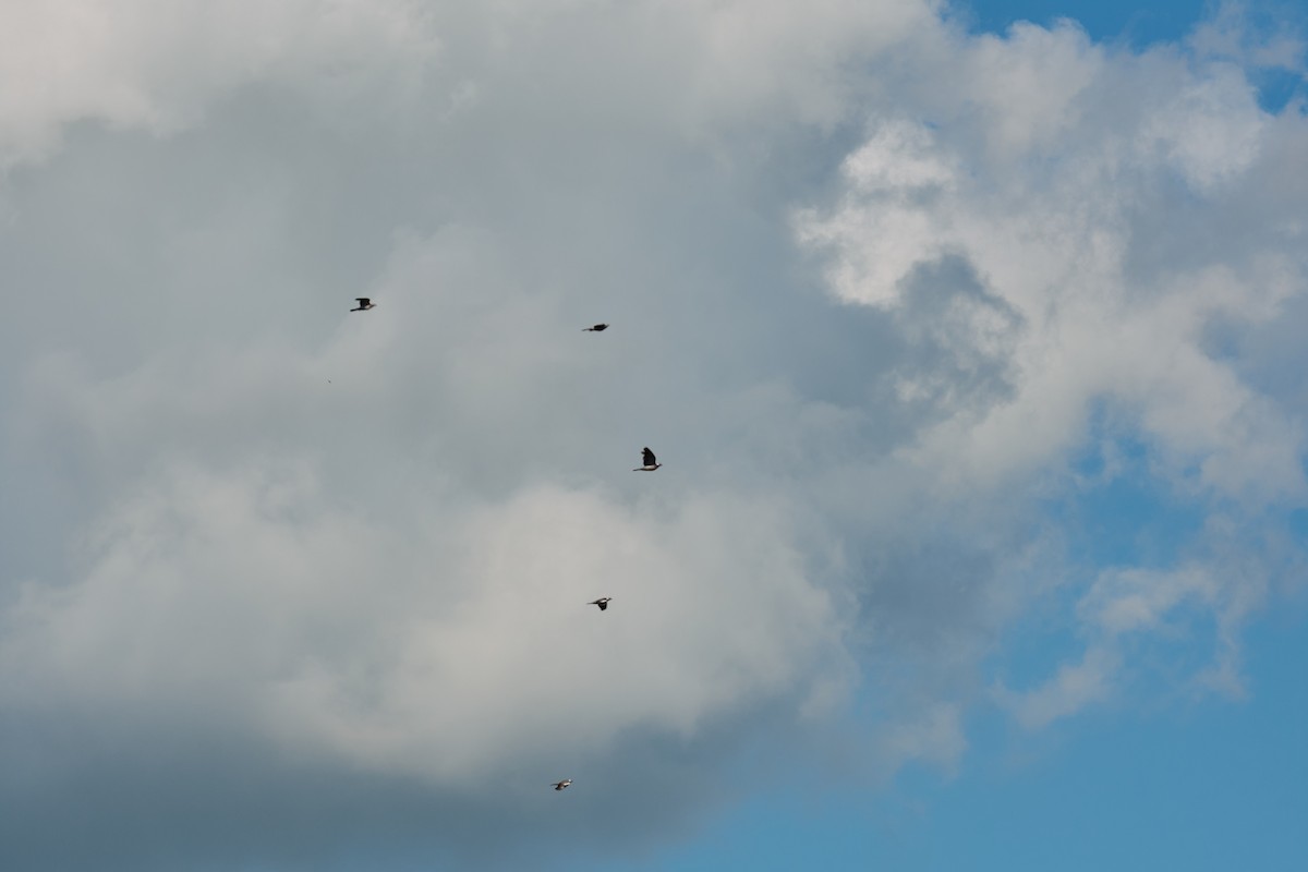 Ойн тагтаа - ML642539546