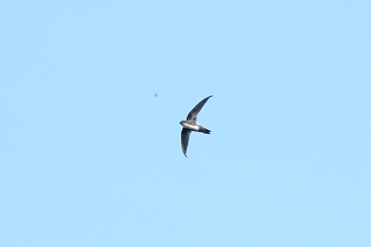 Antillean Palm Swift - ML642539593