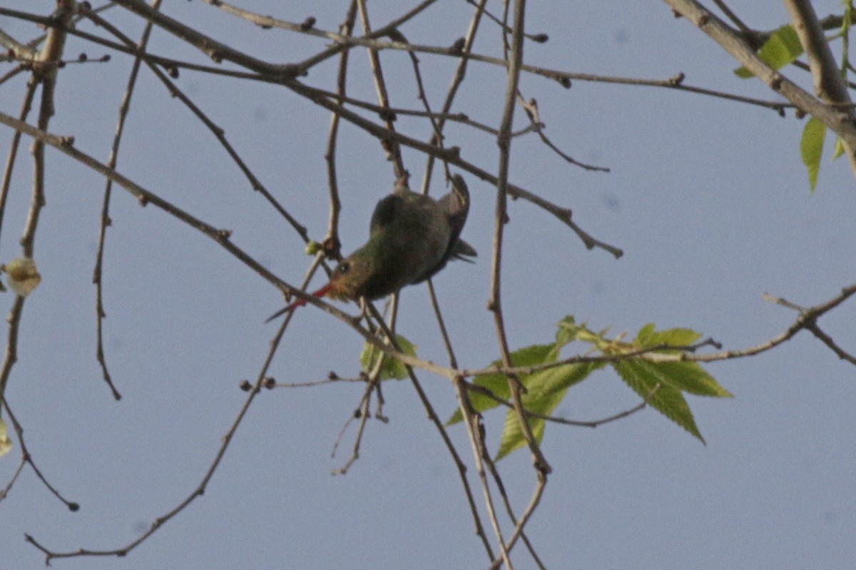 Gilded Hummingbird - ML642539597