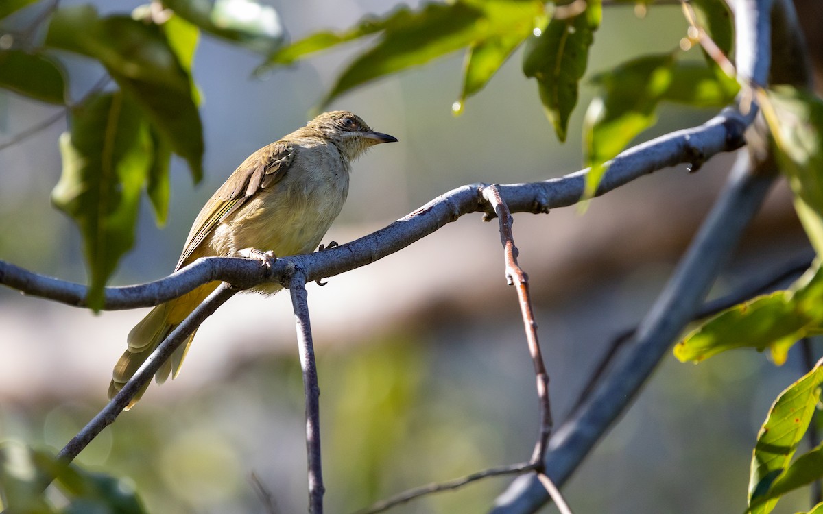 Bulbul de Conrad - ML642539612