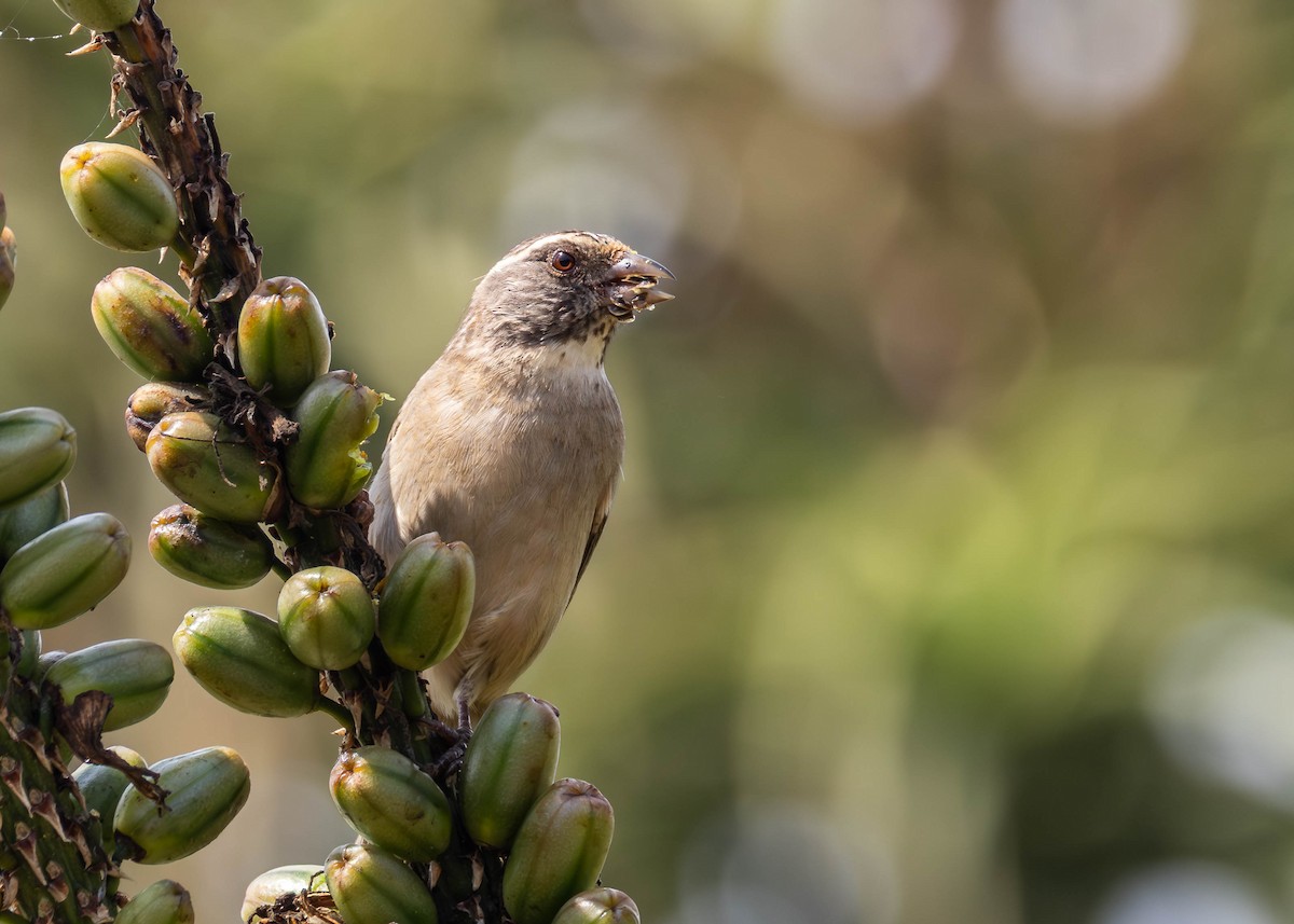 Streaky-headed Seedeater - ML642539613