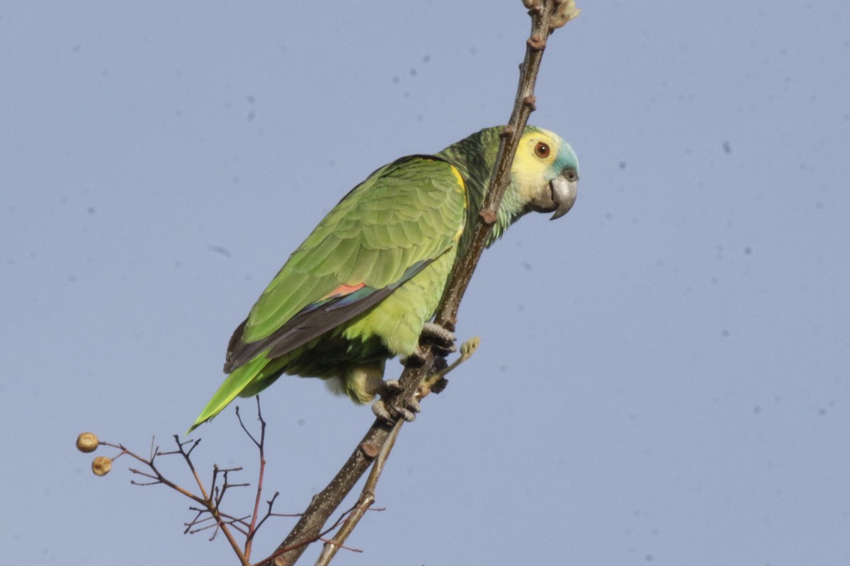 Turquoise-fronted Amazon - ML642539620