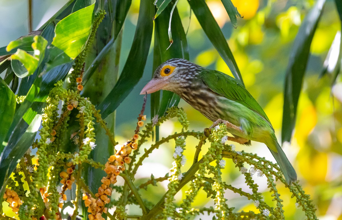 Lineated Barbet - ML642539624