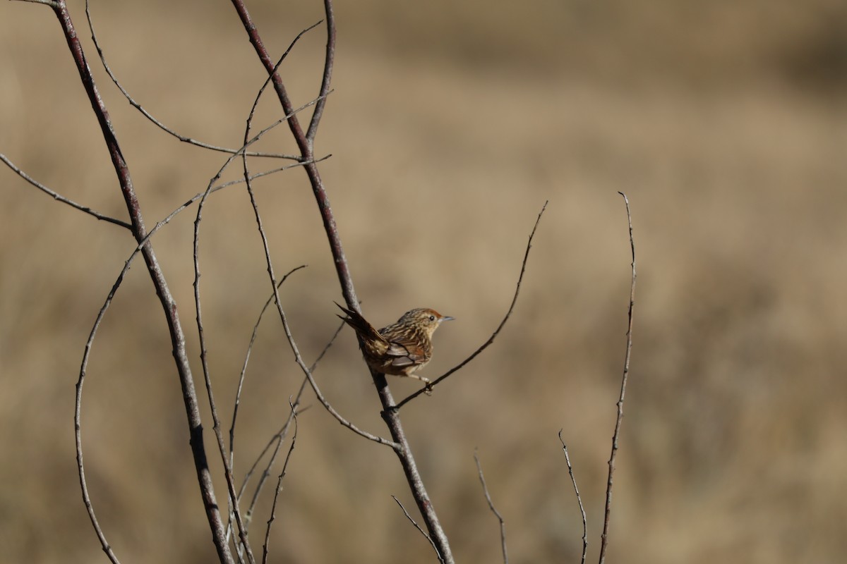 Scribble-tailed Canastero - ML642539634