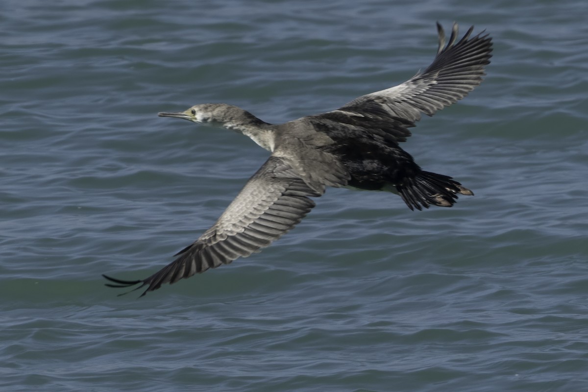 Spotted Shag - ML642539656