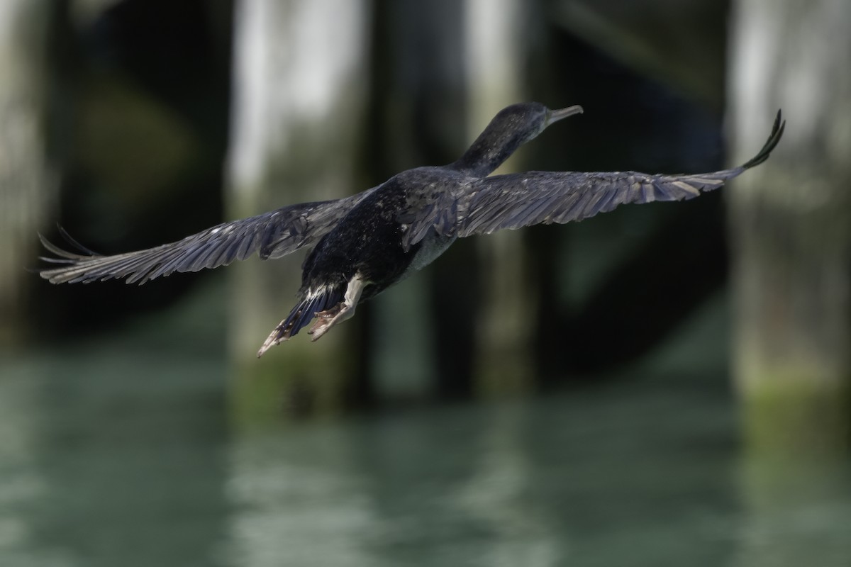 Spotted Shag - ML642539657