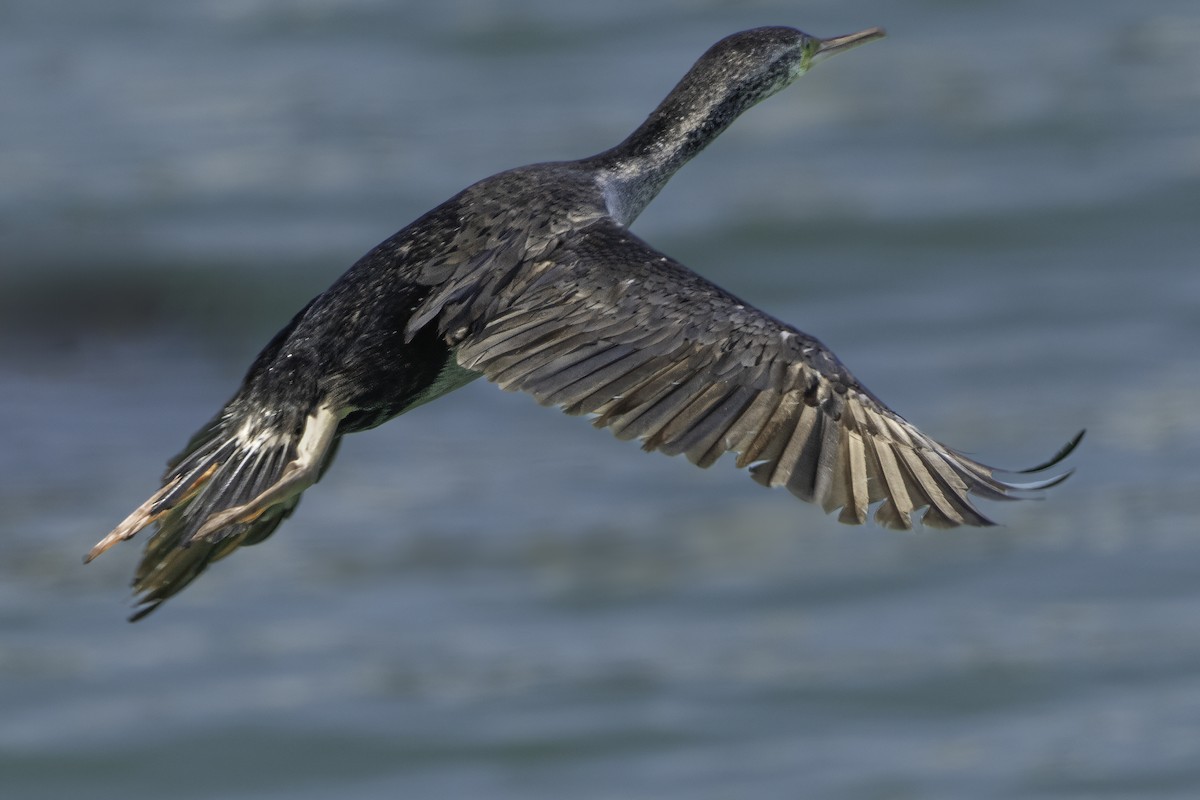 Spotted Shag - ML642539658