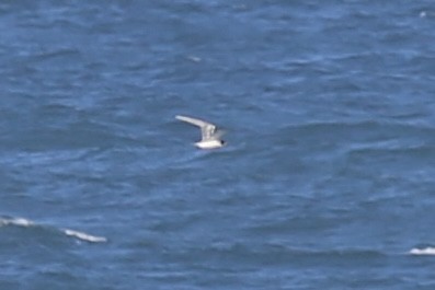 Lesser Crested Tern - ML642539697