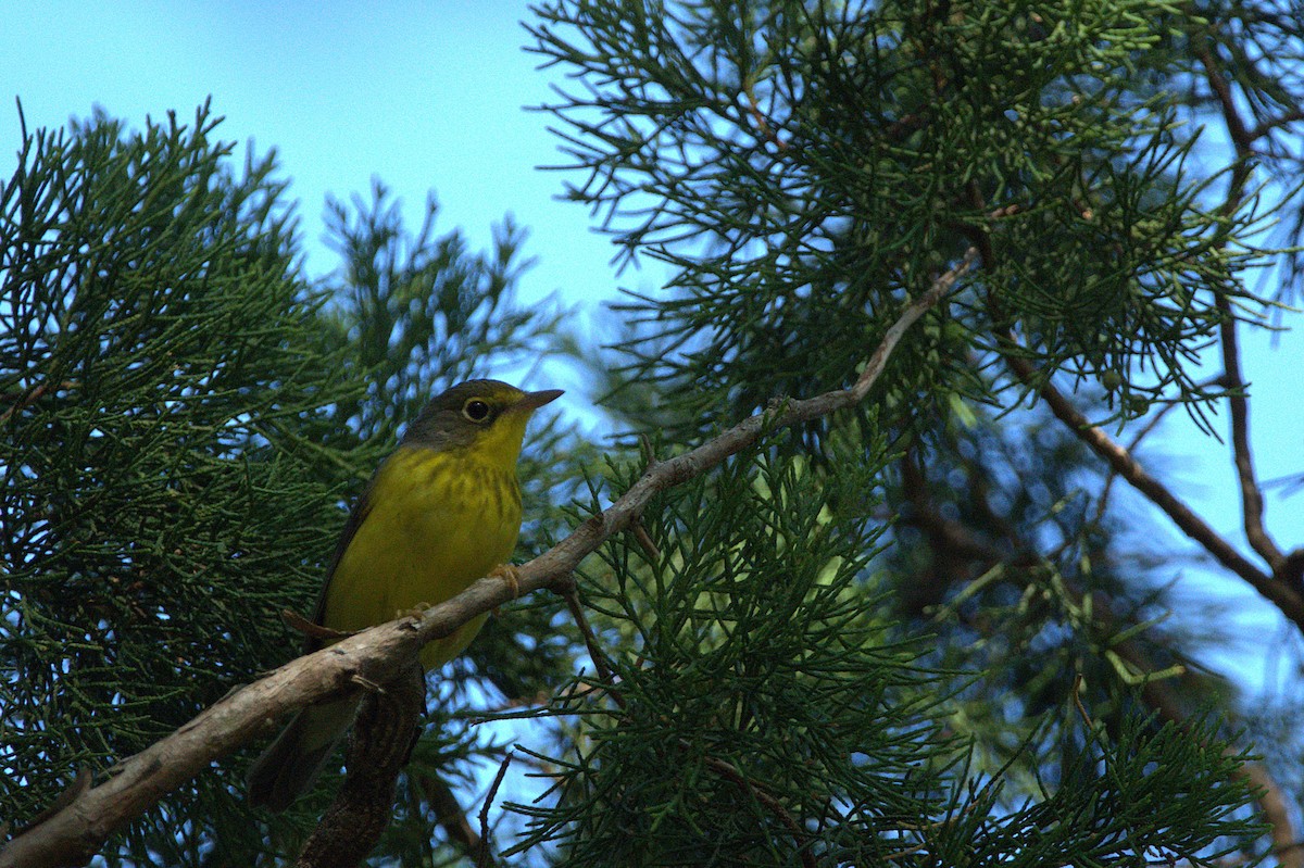 Canada Warbler - ML642539699