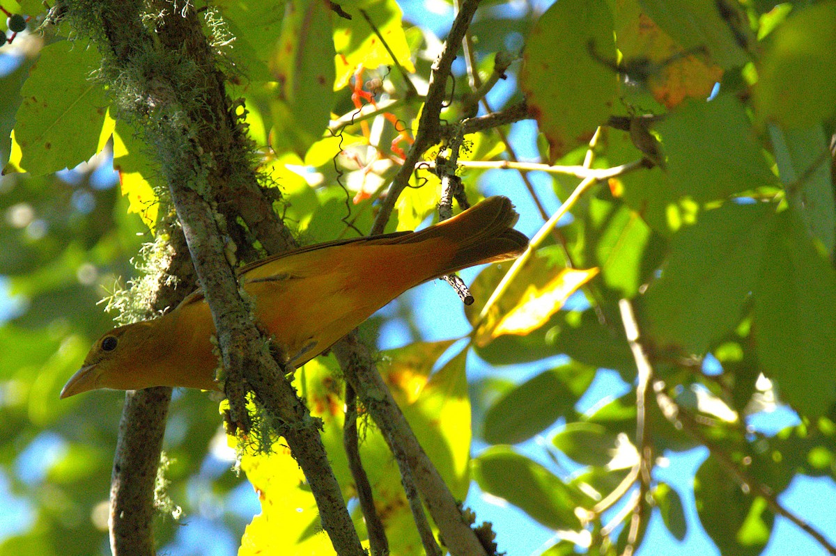 Summer Tanager - ML642539709