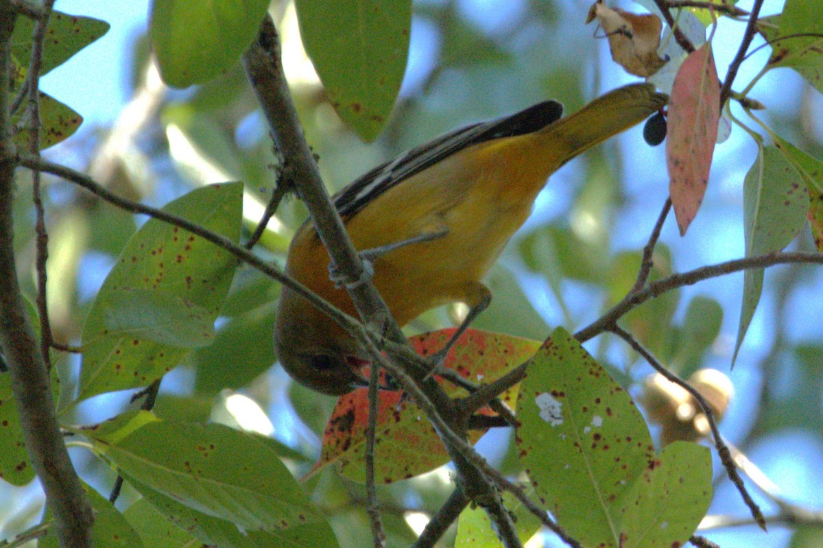 Baltimore Oriole - ML642539728