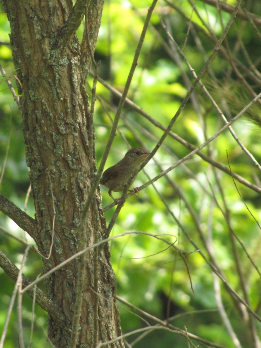 Northern House Wren - ML642539799