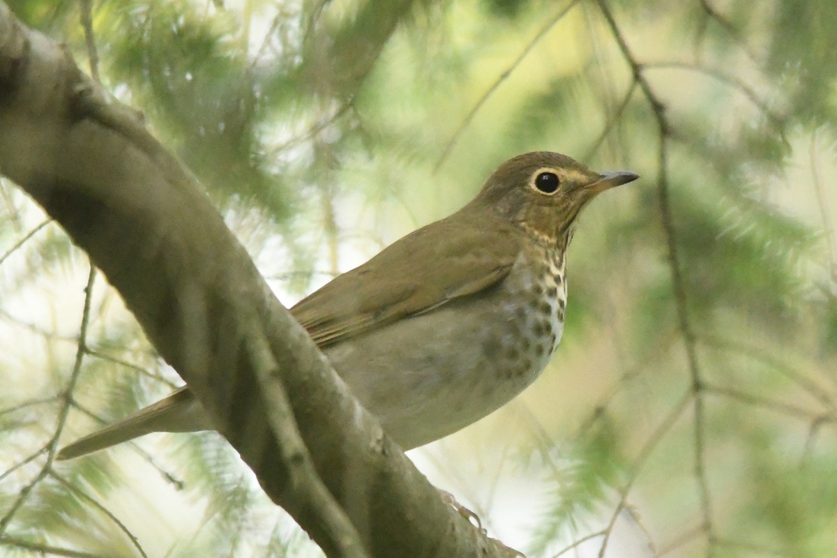 Swainson's Thrush (Olive-backed) - ML642539806