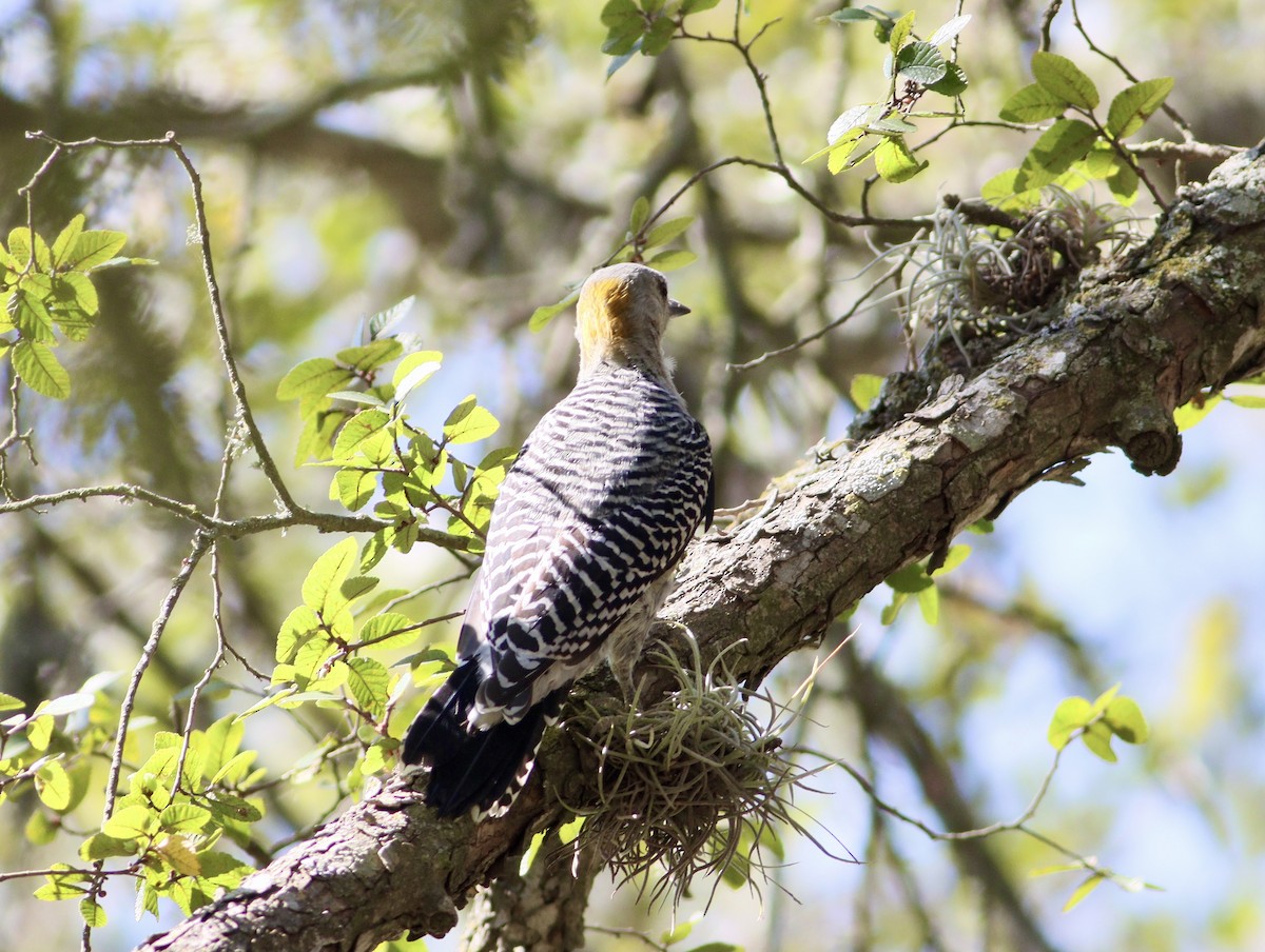 Golden-fronted Woodpecker - ML642539825