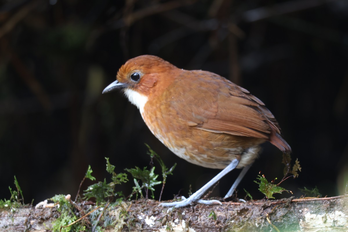 Red-and-white Antpitta - ML642539966