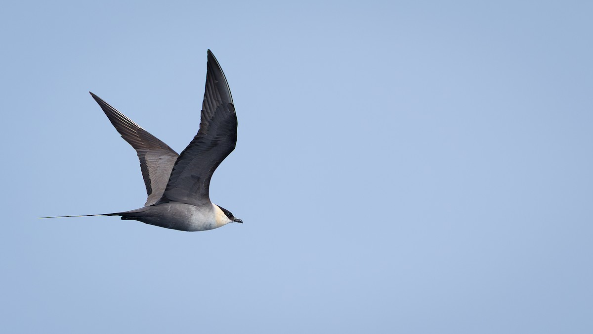 Long-tailed Jaeger - ML642539971