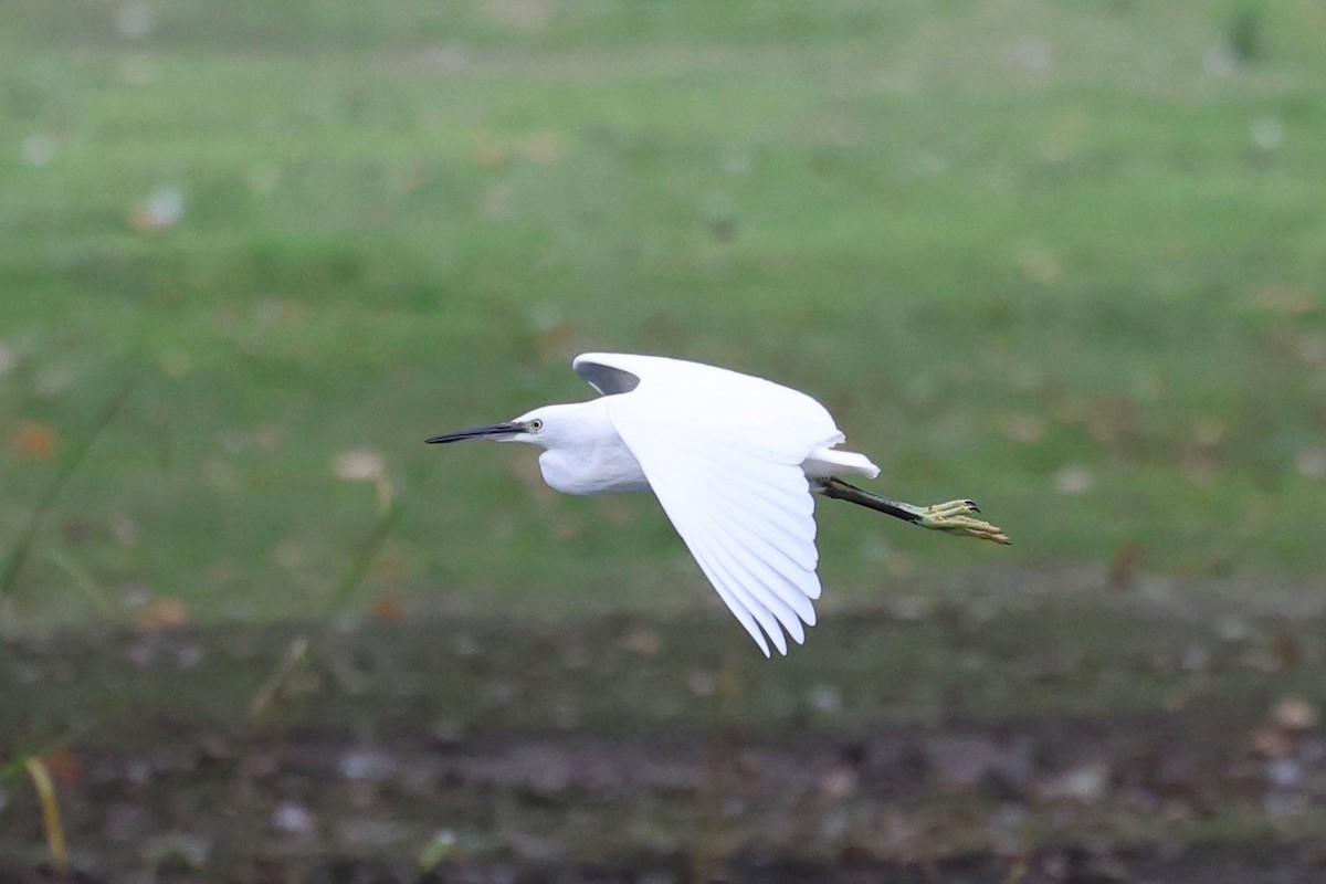 Little Egret - ML642539997